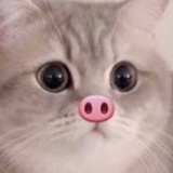猫猫国王
