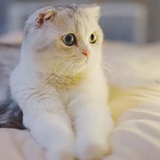 一摞大饼