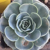 小蝴蝶