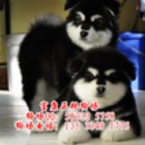 富康正规狗场