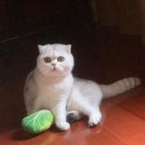 ABIAN、