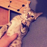 老孔家的猫
