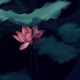 烟花散落的时候
