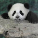 桑桑