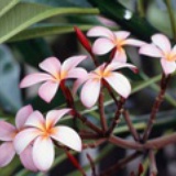 小刺猬