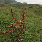 休闲玩家