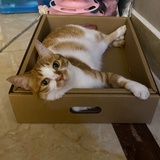 黄猪猪是小猪咪