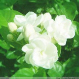 菩提的光阴