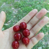 Wuli