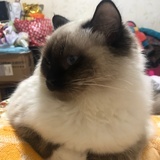 鲁鲁殿