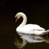 Radioswan