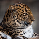 Big Cat