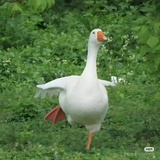 豆豆_dou
