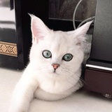 猫仔不咬人