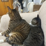 聪明勇敢有力气
