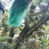 eileenxiang