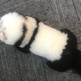 啊哈