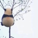 小雀斑