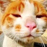 猫猫猫猫猫王