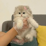 劉
