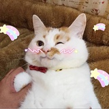 小点点