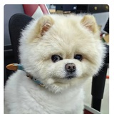 蘿蔔牛雜