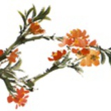 渺渺人树yooboo
