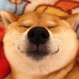 特立独行的猪