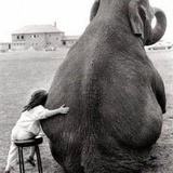 大象🐘不吃糖