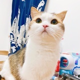小杏鲍菇
