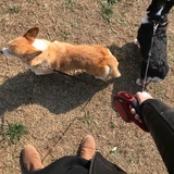洛奇亚