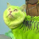 冬涅拉