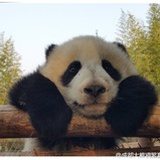 guxieyi