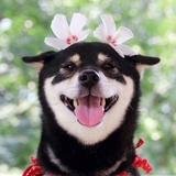 阿鹿鹿呀