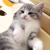 呆萌咸鱼布