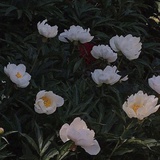 花千树