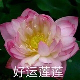 ming_