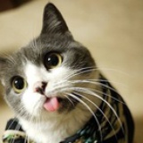招财大猫咪