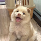wowo