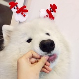 绿萝卜里有棵树