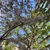 り