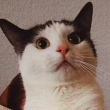米小虎
