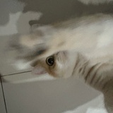 meow