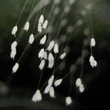 优昙花