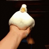 维他入我心