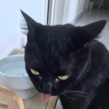 一叶之咻