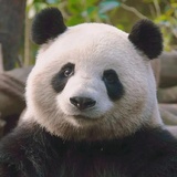此人绝非扇贝