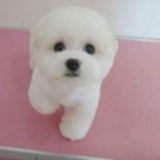 联保犬舍