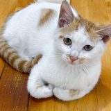 猫Linda