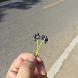 林中客